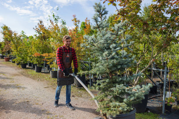 South Shore, KY Tree Care  Company