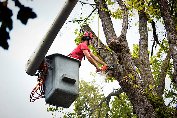 Leaf Removal in South Shore, KY