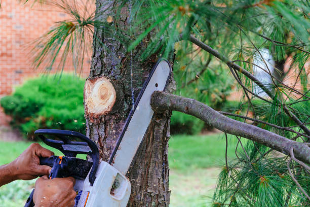 How Our Tree Care Process Works  in  South Shore, KY